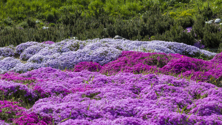 creeping phlox in garden