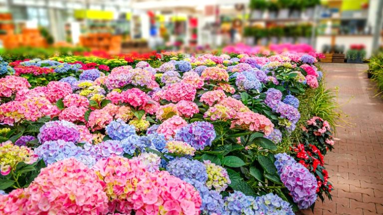 hydrangeas for sale