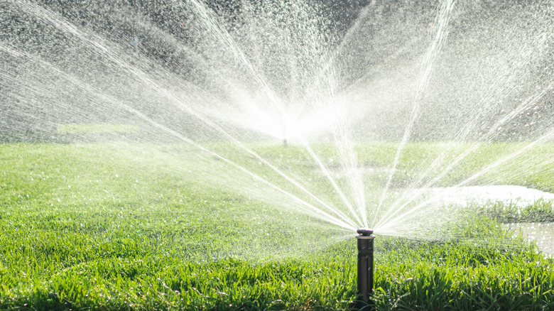 sprinkler putting water on lawn