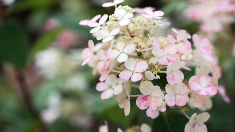 quick fire hydrangea turning slightly pink