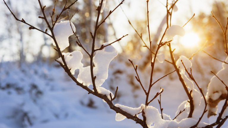 tree branches with snow