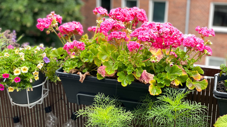 blooming geranium flowers