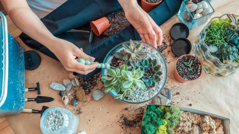 woman planting succulents in pot