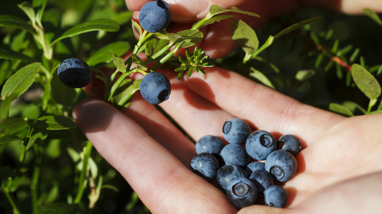 woman picks blueberries