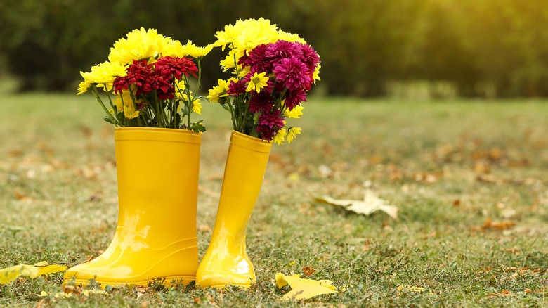 Chrysanthemums in rubber boots