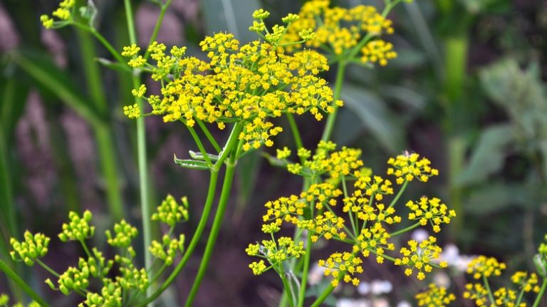 Flowering wild parsnip plant