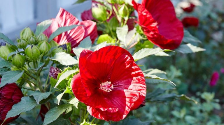 Tropical red hibiscus in bloom