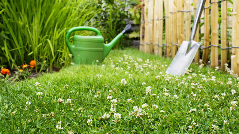 clover lawn with shovel and watering can