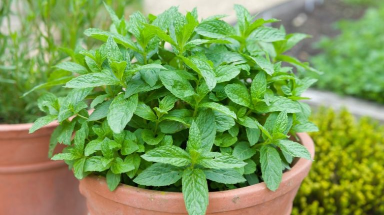 mint in a terracotta planter