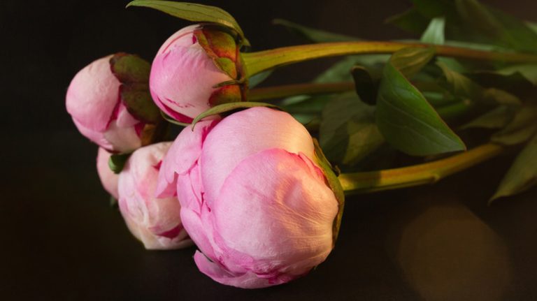 Bouquet of peonies