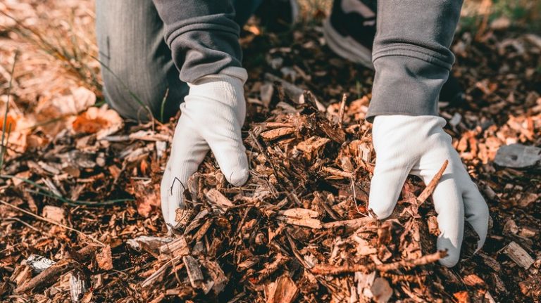 gloved hands in mulch pile