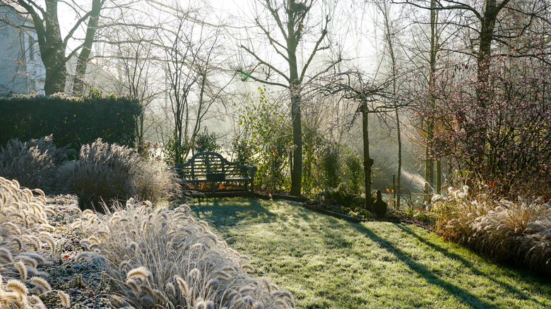 Frosty garden with bench