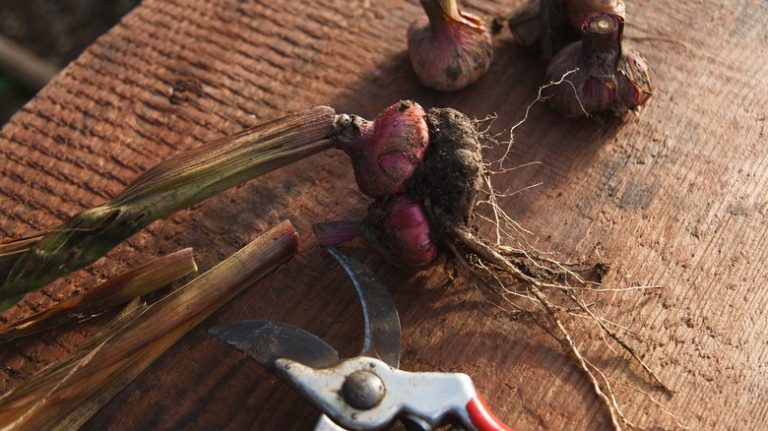 recently harvested gladiolus bulbs