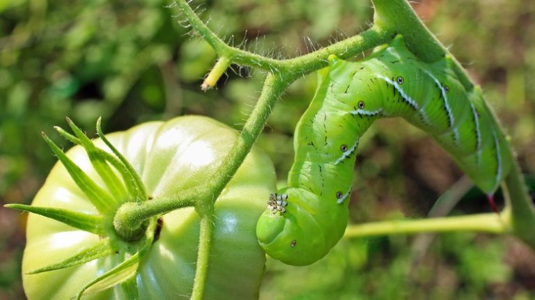 tomato hornworm by tomato