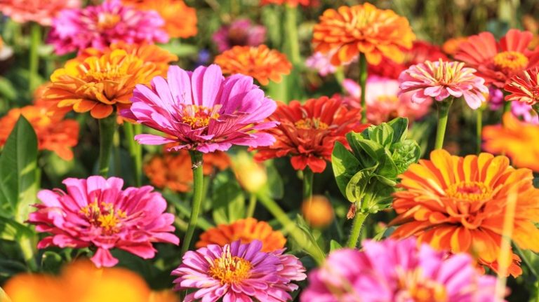 Pink and orange zinnias