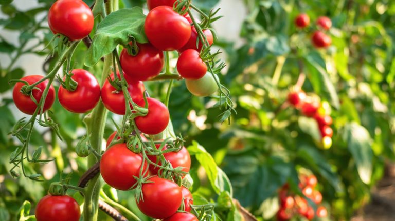 Ripe tomato plant