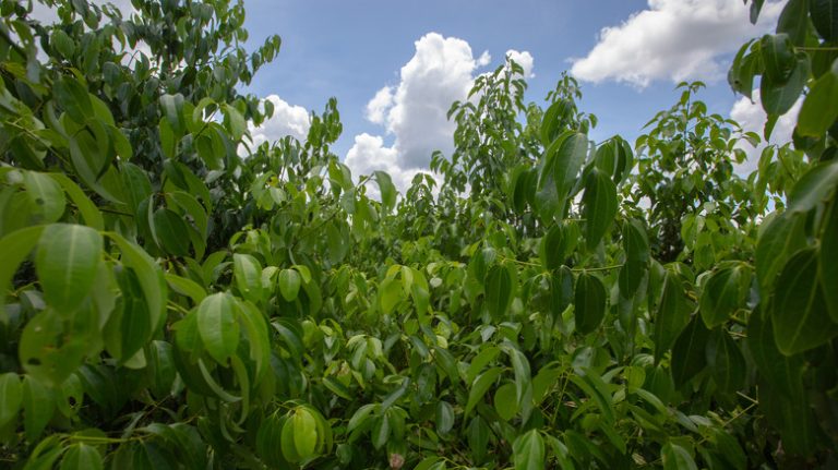 flourishing cinnamon tree against sky