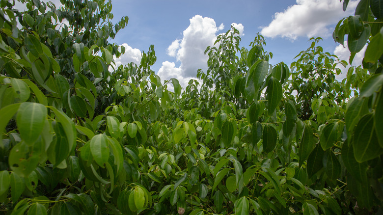 flourishing cinnamon tree against sky