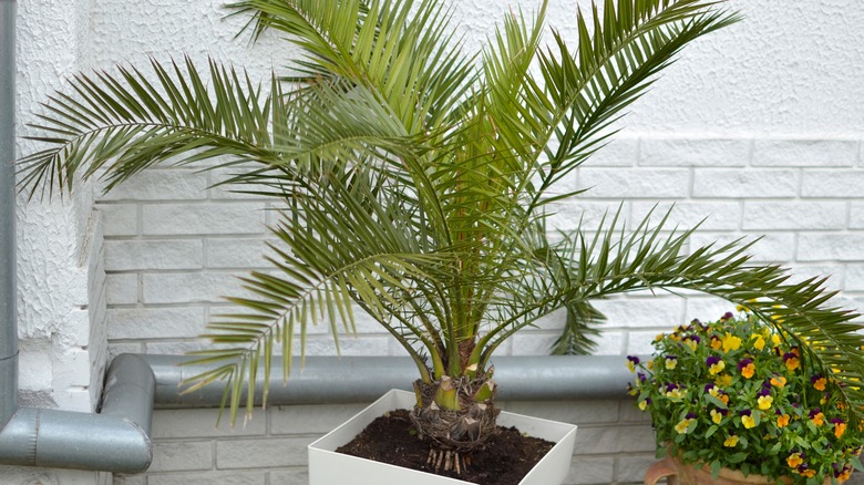 Majesty palm in container