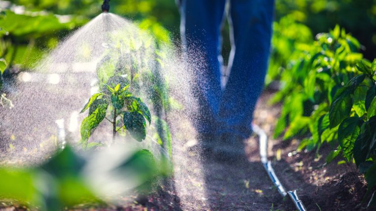 Person spraying weeds