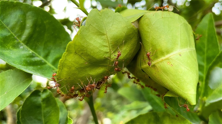 Ants walking on a tree