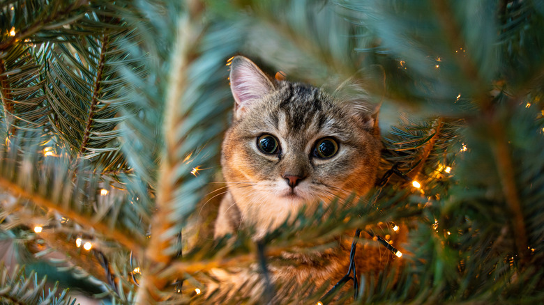 cat inside a Christmas tree