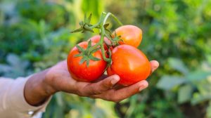 Hand holding bright red tomatoes