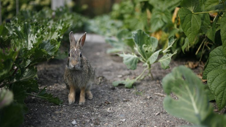 rabbit in the garden