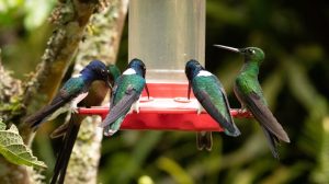 hummingbirds on feeders