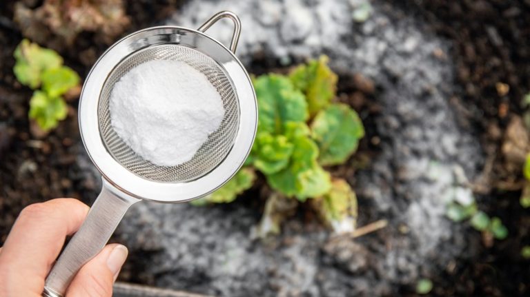 Baking soda applied near plant