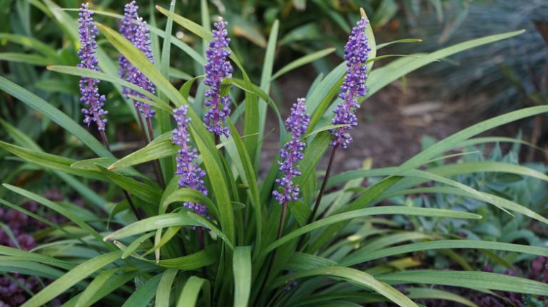 monkey grass with purple flowers