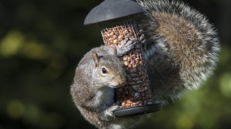 squirrel bird feeder