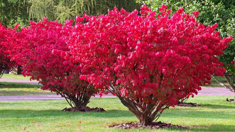 Euonymus alatus burning bush shrub