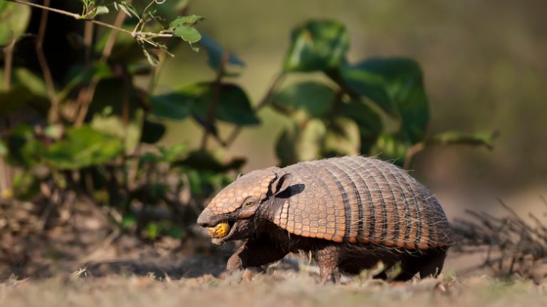 armadillo eating fruit