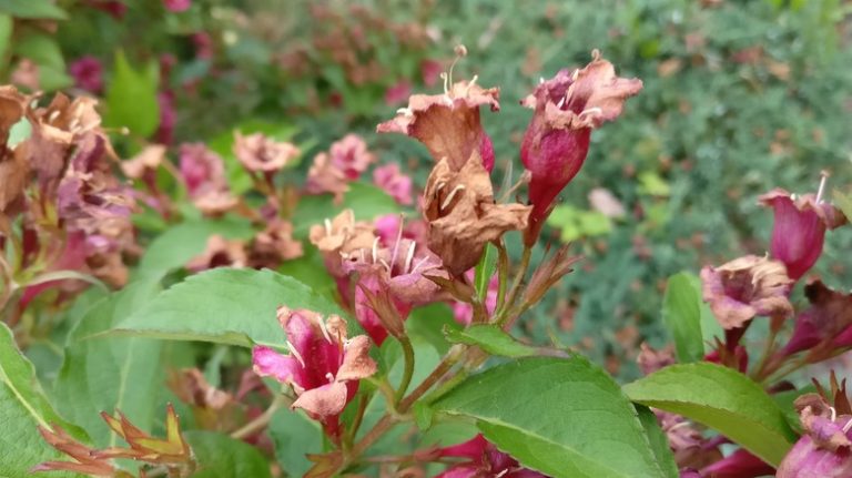 Browning Weigela flowers