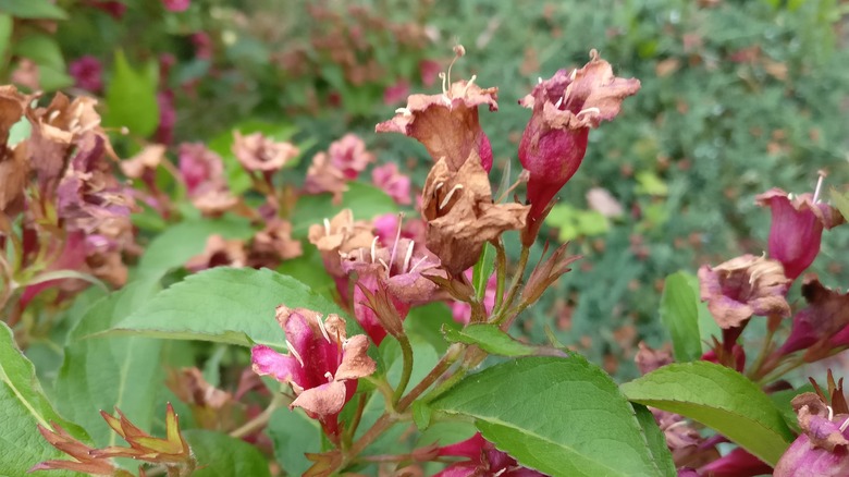 Browning Weigela flowers