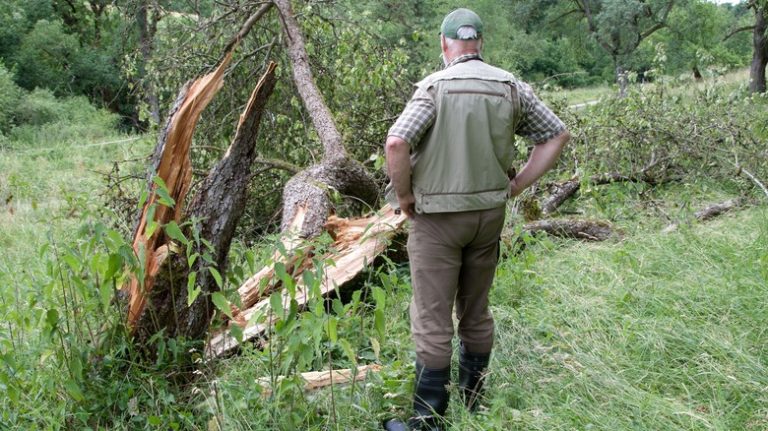 Man looks at broken tree