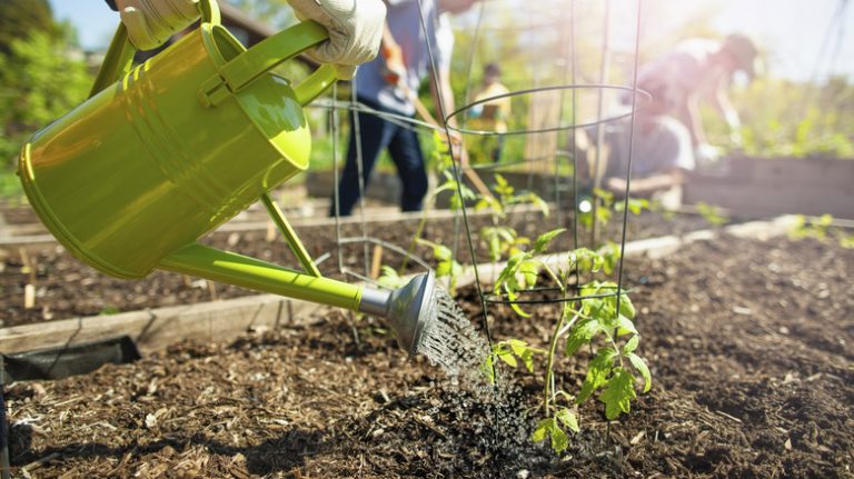 person watering tomato plant