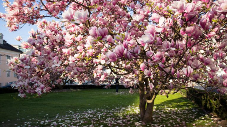 Large magnolia tree in yard