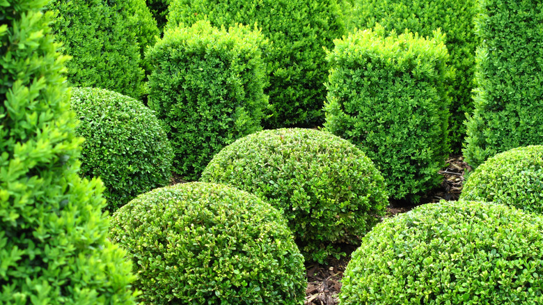 garden with boxwood shrub