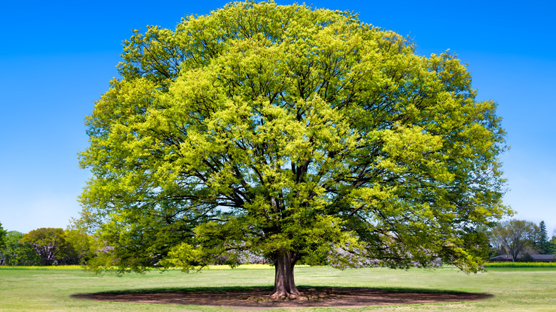 Japanese elm tree in yard