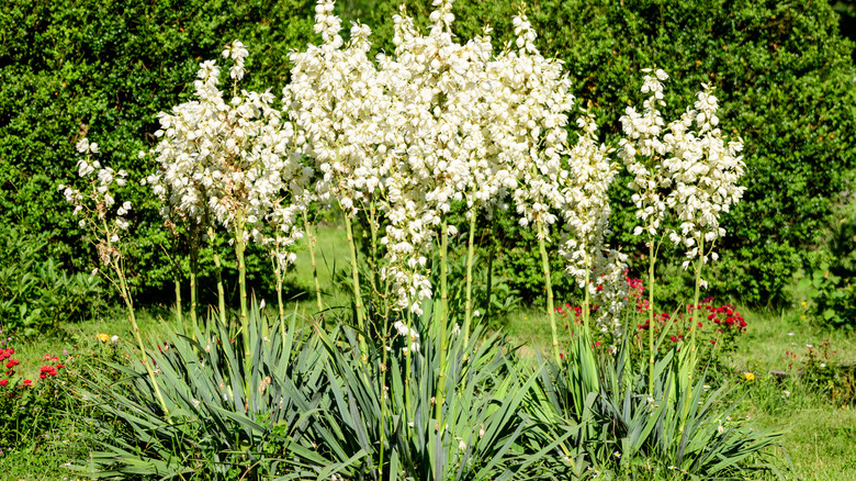 Yucca palm in sunny spot