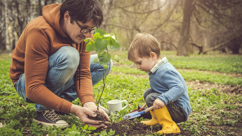 planting a pecan tree