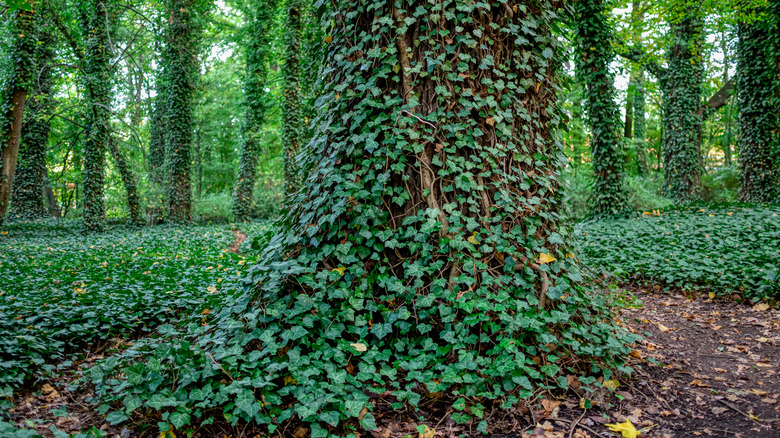 ivy on a tree trunk