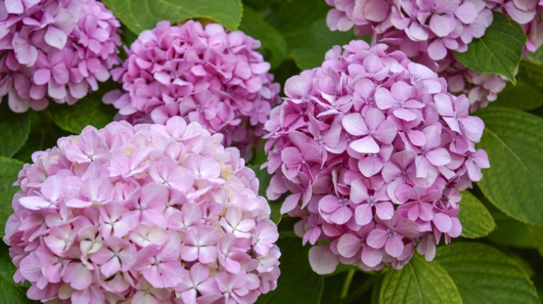 Purple and blue hydrangeas on white fence