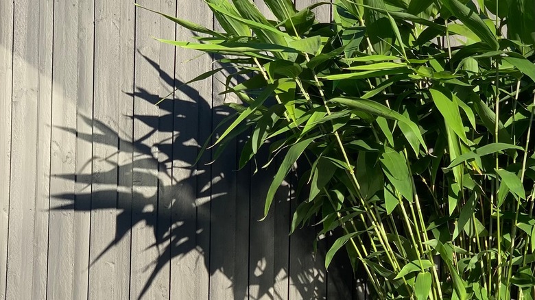 Tiger grass clump by fence