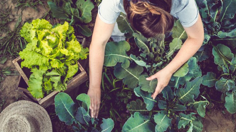 woman harvesting her vegetable patch