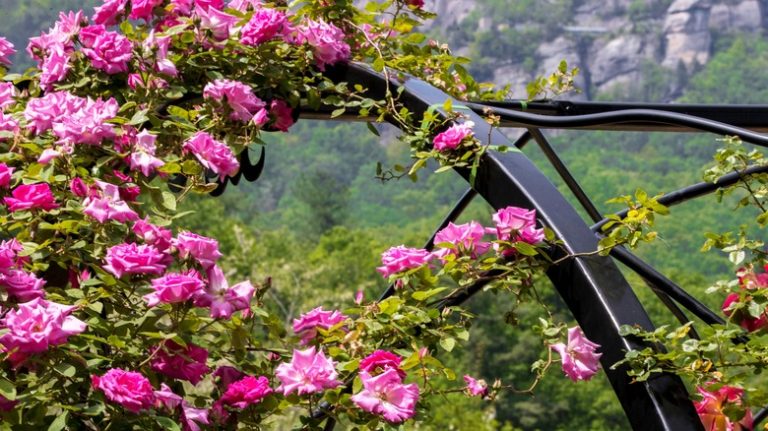 roses on a trellis