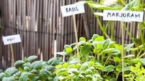 Mint, basil, marjoram in garden