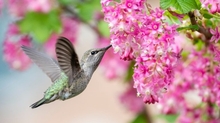hummingbird at pink flowers
